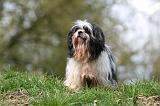 LHASSA APSO 242